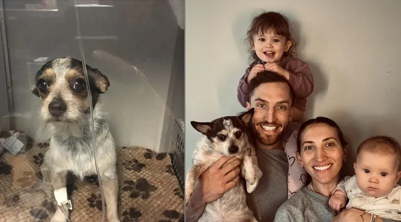 Side-by-side photos of a sick Chihuahua named Oscar in a vet clinic and a happy family, including Andy, holding the now-healthy Oscar, illustrating the importance of financial preparedness - Andy Crebar